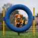 Agilityhund hoppar genom en blå ring mellan gula stolpar