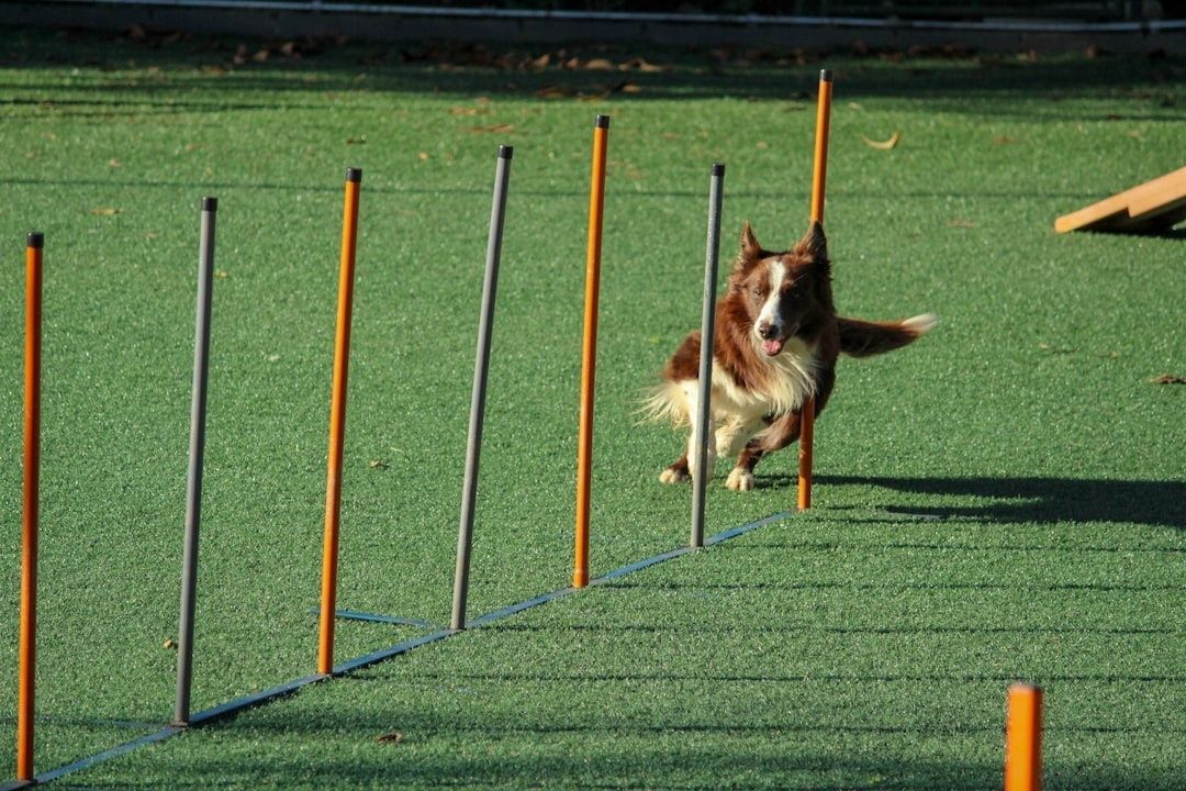 Hund navigerar mellan slalompinnar på en agilitybana