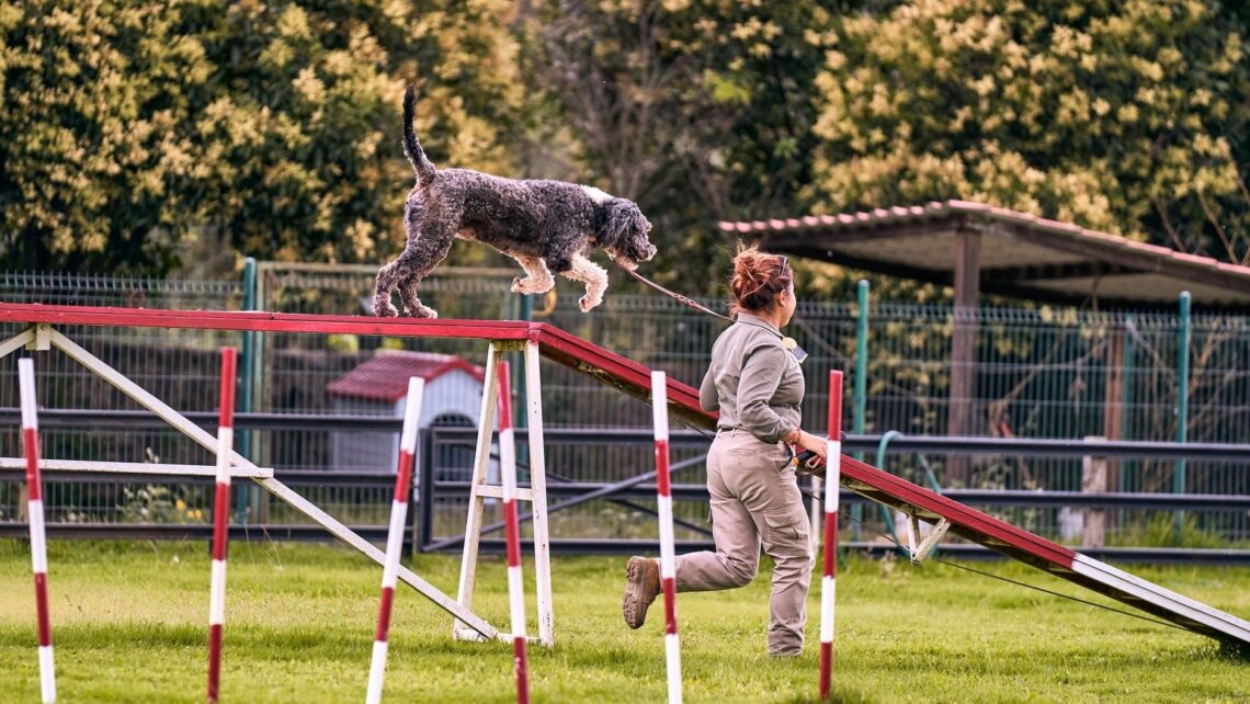 Hund och förare tränar agility på en bana med hinder