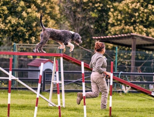 Hund och förare tränar agility på en bana med hinder