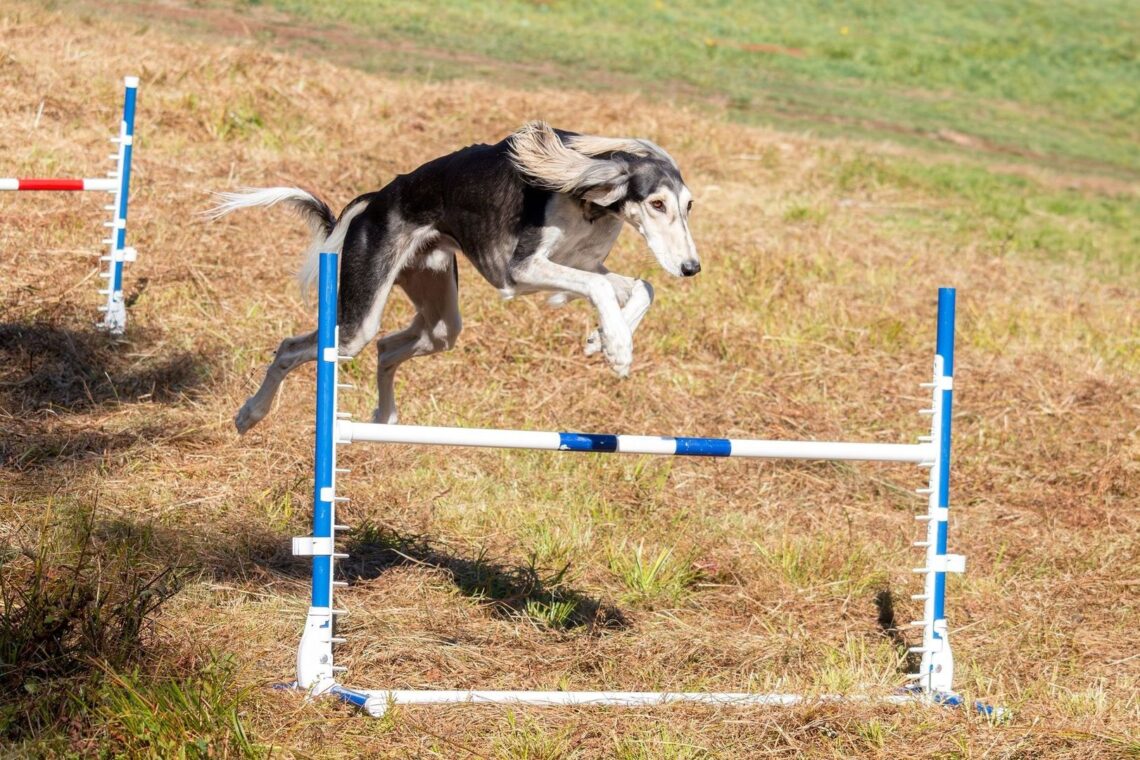 Långhårig hund hoppar över ett hinder på en agilitybana