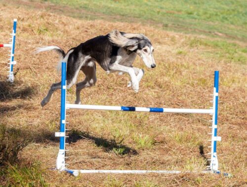 Långhårig hund hoppar över ett hinder på en agilitybana
