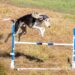Långhårig hund hoppar över ett hinder på en agilitybana
