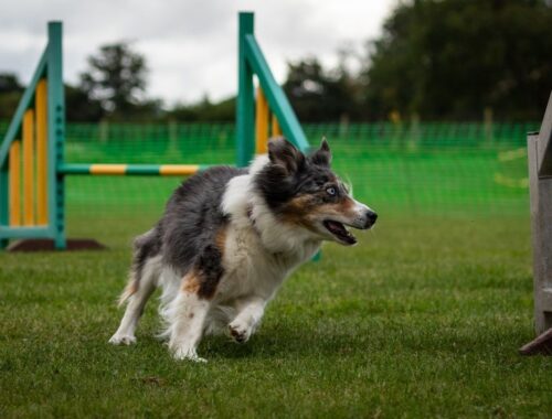 Hund i full fart på agilitybanan mot ett hinder