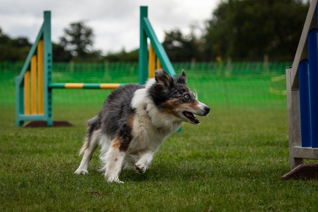 Hund i full fart på agilitybanan mot ett hinder