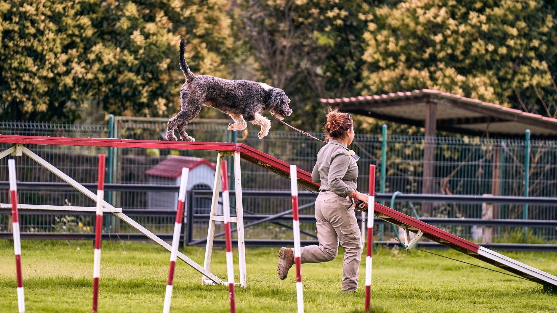 Hund och förare tränar baksideshopp över ett agilityhinder