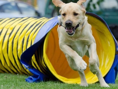 3er Serie Pokale Hundesport Agility Hund Pokal inkl.Gravur ROCKET GOLD 2020 NEU 